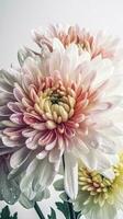 étourdissant proche coup de fleur doux Couleur chrysanthème fleur avec l'eau gouttes. génératif ai. photo