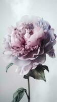 frappant image de doux violet pivoine lactiflora fleur tige. génératif ai. photo