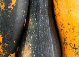 gros plan de courge fraîche photo