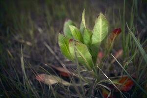 éthéorhize plante vert et rouge feuilles levage en haut à le Soleil sur foncé herbe Prairie Contexte photo