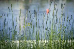 longue herbe avec visible minuscule Jaune et bleu fleurs fermé et ouvert sur bleu l'eau Contexte photo