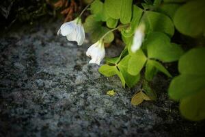 bois oseille blanc bourgeons avec trèfle comme feuilles croissance sur granit escalier photo