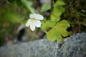 bois oseille blanc fleur avec trèfle comme feuilles près marbre escaliers photo