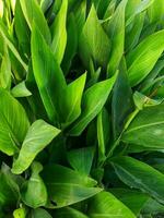 canna flasque dans le jardin, doré canna lys, grand herbe avec grand feuilles et brillant Jaune fleurs photo