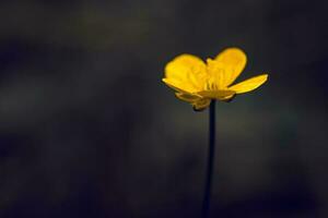 Jaune renoncule fleur proche en haut photo