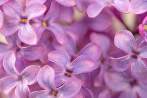 lviolet lilas fleurs proche en haut photo