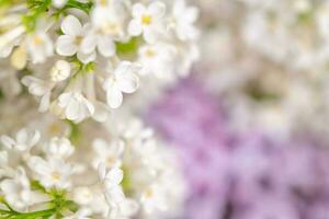 blanc et violet lilas fleurs Contexte photo