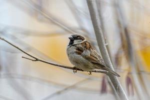 Le moineau mâle se trouve dans un buisson d'hiver dense photo