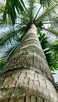 paume plein de noix de coco sur maldivien plage photo