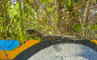 mexicain iguane mensonges sur mur dans tropical la nature Mexique. photo