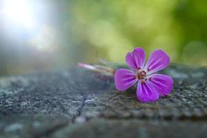 fleur rose romantique dans la nature au printemps photo