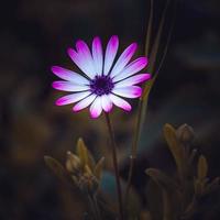 fleur rose romantique dans la nature au printemps photo