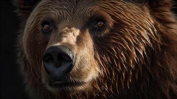 le regard de le marron ours photo