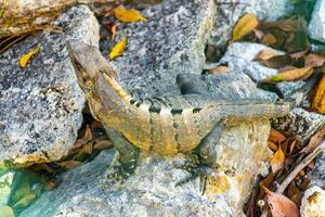 iguane sur rocher jungle tropicale playa del carmen mexique. photo