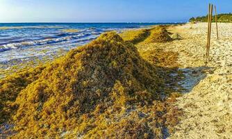 belle plage des caraïbes totalement sale sale méchant problème d'algues mexique. photo