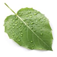 verdoyant vert feuille avec l'eau gouttes isolé sur blanc arrière-plan, produire ai photo