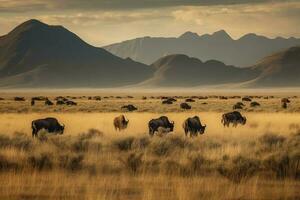 cap bison pâturage dans le de bonne heure Matin d'or Soleil. , produire ai photo