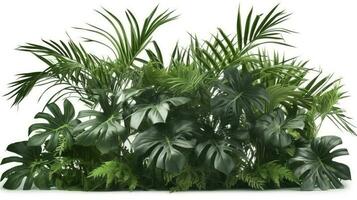 tropical feuilles feuillage plante jungle buisson floral arrangement la nature toile de fond isolé sur blanc arrière-plan, coupure chemin inclus, produire ai photo