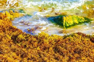 belle plage des caraïbes totalement sale sale méchant problème d'algues mexique. photo