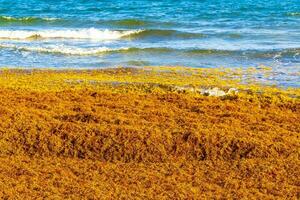 belle plage des caraïbes totalement sale sale méchant problème d'algues mexique. photo