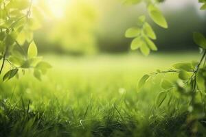 Naturel vert défocalisé printemps été flou Contexte avec soleil. juteux Jeune herbe et feuillage sur la nature dans des rayons de lumière du soleil, scénique encadrement, copie espace photo