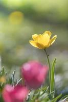 Tulipe jaune dans le rétro-éclairage sur fond vert