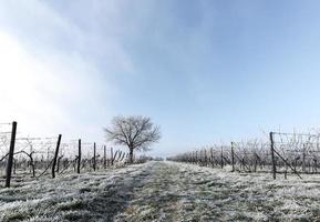 vignes et noyer en gel photo