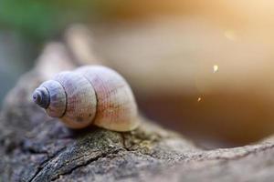 petit escargot blanc dans la nature