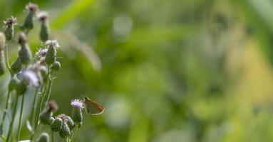 Petit papillon est assis sur une fleur devant un arrière-plan flou vert photo