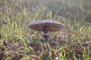 le champignon contre la litière forestière photo