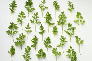 feuilles de persil motif herbes épicées photo