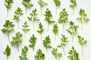 feuilles de persil motif herbes épicées photo