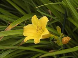 Fleur d'hémérocalle jaune Hemerocallis stella de oro photo