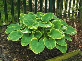 grande plante hosta aux feuilles vertes et jaunes photo