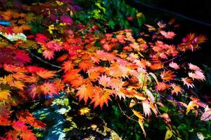 feuilles d'érable colorées à l'automne au parc photo