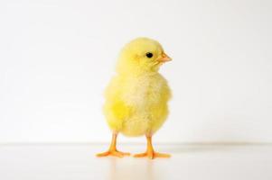 bébé nouveau-né poulet poussin photo