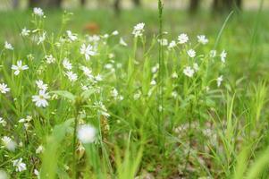Stellaria fleur sauvage plante champ médicinal forêt grandir nature