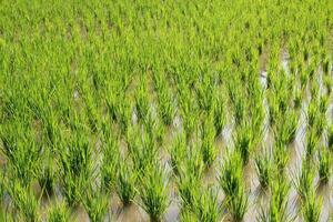 riz les plantes dans vert riz des champs dans asiatique pays photo