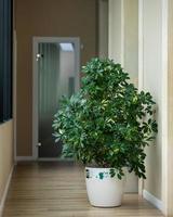 Parapluie nain schefflera arboricola tree at office photo