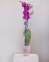 Fleurs d'orchidées phalaenopsis papillon rose dans le pot