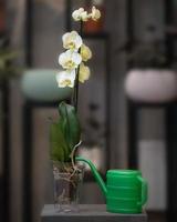 Fleurs d'orchidées papillon phalaenopsis jaune dans le pot avec arrosoir vert photo