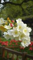 chinois Suzhou jardin, Jaune rouge blanc bégonia fleur, pétales haute définition, détail, plein de fleurs, beau, Contexte clairement visible blanc clôture et les fenêtres, produire ai photo