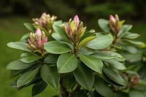 rhododendron ou baie rose feuilles et bourgeons prêt à ouvert dans printemps jardin, fermer. ericacées à feuilles persistantes arbuste, toxique feuilles. azalée, décoratif arbustes, produire ai photo