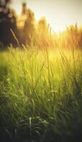 une proche en haut de herbe avec rosée gouttes sur il et une floue Contexte de le herbe et le Soleil brillant par le gouttes de le herbe sur le herbe est une ensoleillé journée lumière. génératif ai photo