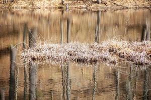 herbe des marais au milieu d'un étang au printemps photo
