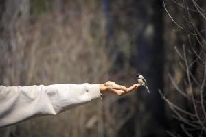 oiseau posé sur la main d'une personne pendant qu'il se nourrit photo