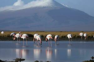 une groupe de flamants roses patauger par une luxuriant zone humide avec montagnes dans le arrière-plan, produire ai photo