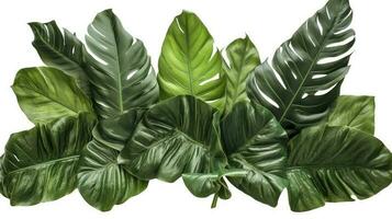 tropical feuilles feuillage plante jungle buisson floral arrangement la nature toile de fond isolé sur blanc arrière-plan, coupure chemin inclus, produire ai photo