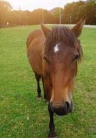 beau portrait de cheval brun dans le pré photo