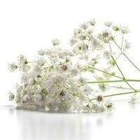 gypsophile fleurs isolé sur blanc arrière-plan, produire ai photo